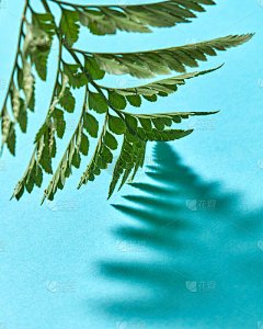 绿色蕨类的树枝，在蓝色的背景上有阴影和复制空间的图案。自然的名片。俯视图