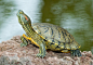 【养巴西龟放多少水】养巴西龟的水深不应超过龟体长度