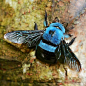 蓝木蜂Blue Carpenter Bee