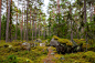 松树林，岩石上长满青苔。Lahemaa国家公园，爱沙尼亚照片摄影图片_ID:164895967-Veer图库