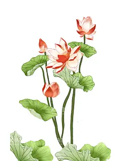 荷花 荷叶  - 源文件下载【酷图网】手绘荷花,荷花,荷叶,手绘荷叶,国潮荷花,古典荷花,古风荷花,中国风荷花,手绘古风荷花,荷花插画,荷叶插画,荷花荷叶插画,荷花素材,中国风,夏日素材,夏天,