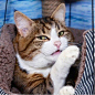 瘫痪猫咪因为“表情包”爆红，网友：这是我见过表情最丰富的猫！