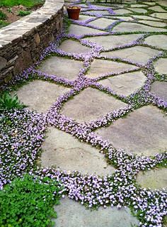 flowering ground cov...