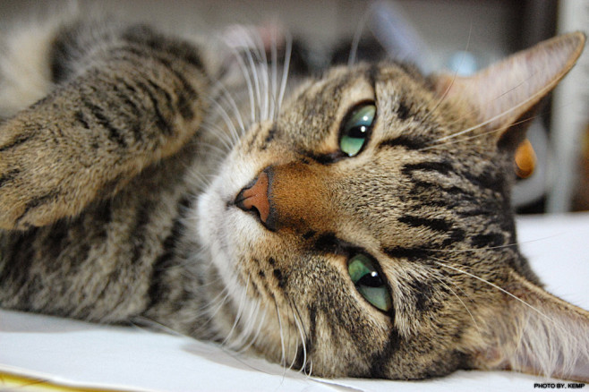 cat | Flickr – 相片分享！