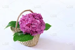 绣球花花束
