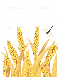 手绘秋分麦穗小麦大米素材插画高清模板免费下载-趣麦麦图