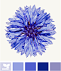 cornflower blue