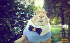 兔子_美图下载_漫客栈_动漫壁纸_动漫海报素材图片，动漫海报下载_电脑桌面壁纸_高清桌面壁纸_精美壁纸下载_电脑主题_漫客栈美图站 #采集大赛#