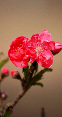 ~一抹新绿~采集到花花世界
