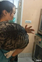 主人带猫咪去店里洗澡，老板说洗的好累要加钱，猫：我就是胖了点_宠物频道_东方资讯 _猫    动态与表情_T2020127 #率叶插件，让花瓣网更好用_http://ly.jiuxihuan.net/?yqr=13331323#