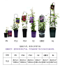 铁线莲爬藤植物庭院花卉植物盆栽室外阳台花乌托邦苹果花宝石蓝光-tmall.com天猫