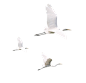 psb (407×394)