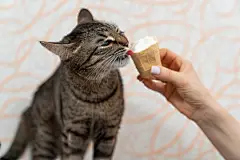 点击来源直接获取大图文件 |可爱的小猫有趣地舔着华夫饼杯中的冰淇淋
