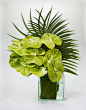 Green Anthurium - I love both as filler to exotic Hawaiian floral arrangements and on its own.: 