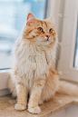 姜黄色的猫,四处看看,拉凡他那石拱,垂直画幅,美,无人,玻璃,爪子,动物身体部位,长发