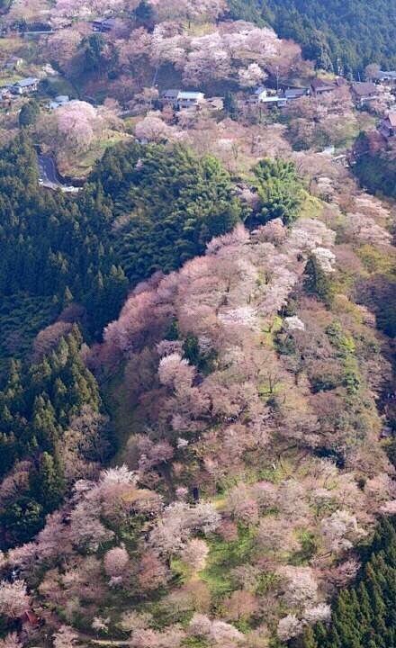 日本奈良县吉野山以樱花而闻名，被三万棵樱...