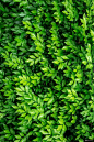 叶子 叶子背景 植物 植物背景 植物素材 树叶图片 自然摄影图片图片壁纸