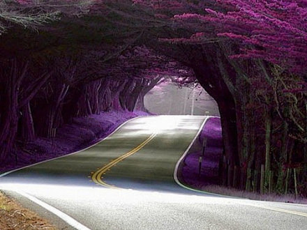 葡萄牙，树隧道
我想知道那抹梦幻的紫色是...