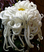 Chrysanthemum