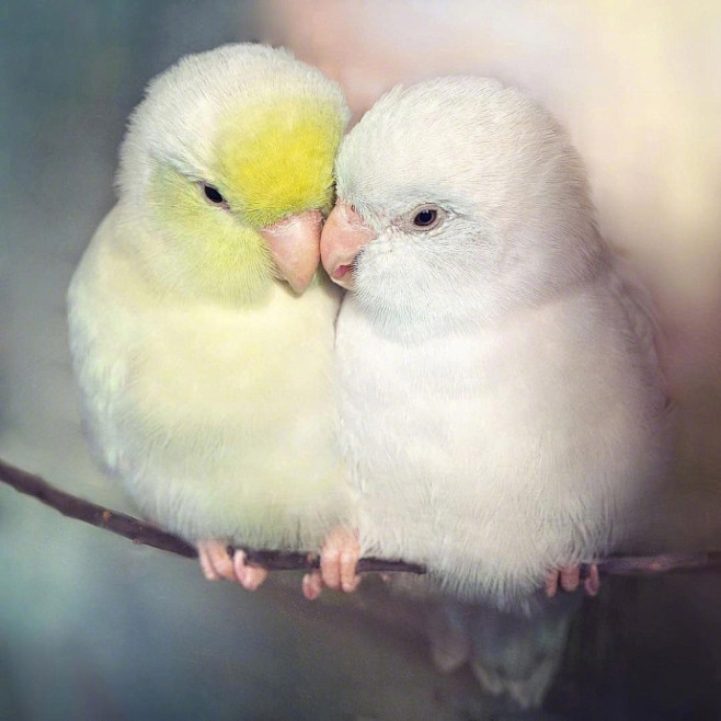 相互依偎的小鹦鹉,简直可爱炸了(ins:freyaeverafter_) ​​​