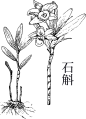 石斛