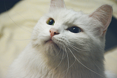 一只摄影狮和她的猫采集到心有猛虎,细嗅蔷薇