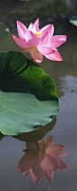 素色流年，花事深处，薄如蝉翼的花瓣随风如雨，暮香已残，落英翩翩。尘缘若梦，心随花飞，任红尘纷扰，独守一隅风光，落落清欢中一份安然，伴我水墨流年。