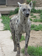 Spotted Hyena 05 by animalphotos