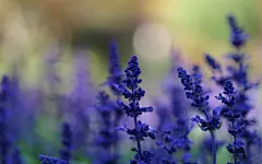 清雅薰衣草花语桌面高清壁纸桌面壁纸1
