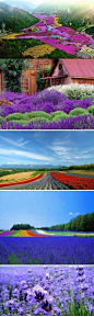 澳洲四大最美薰衣草农场——震撼的紫色美！