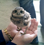 This Is Arthur, A Young Burrowing Owl | Cutest Paw猫头鹰