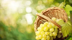 绿色清新护眼桌面壁纸下载桌面壁纸1