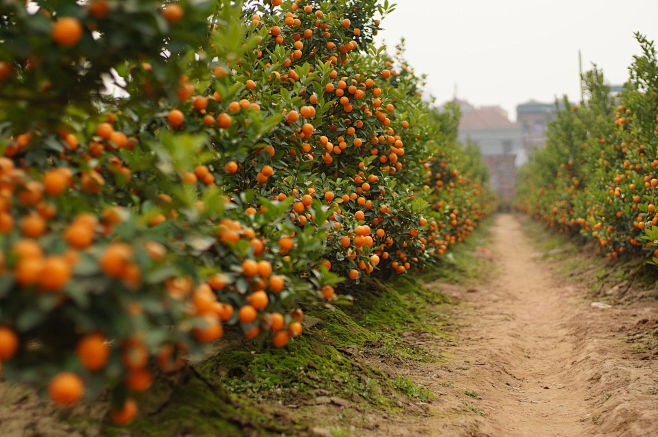 Kumquat garden by Ch...