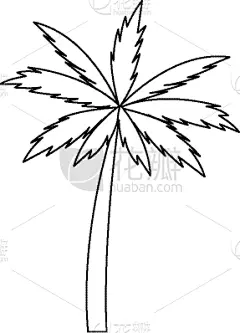 黑白图片,计算机图标,棕榈树,复叶,植物群,植物,夏天,户外,分离着色,生长