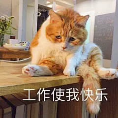盘点喵星人的经典表情包: 第四个扎心 最后一个怼人专用