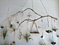 indoor hanging garden: 