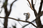 White-Faced Heron, Heron