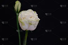 白色花，黑色背景