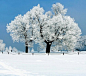 唯美图片：冬日雪景 (12)