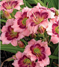 Pin by Lee Lee on Daylilies & Lilies | Pinterest