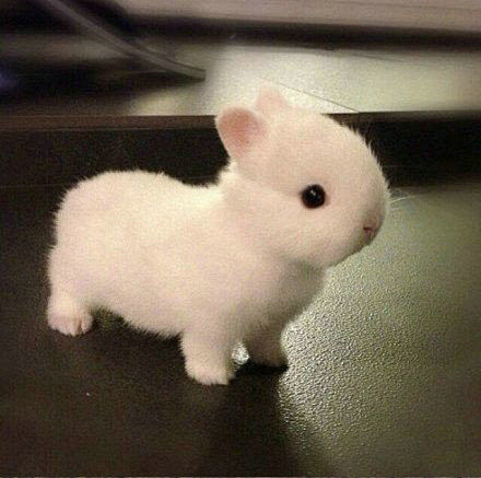 我说我是兔子你信吗。。