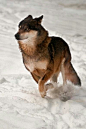 One playful wolf having fun running in the snow.