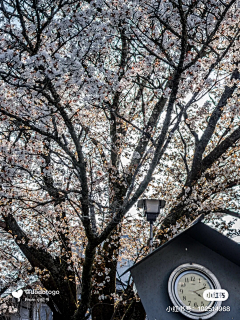 蓝的海haii采集到野外