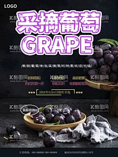 采摘葡萄  - 源文件下载【酷图网】葡萄,葡萄上市,提子,葡萄熟了,巨峰葡萄,葡萄采摘,葡萄提子,葡萄红提,葡萄黑提,葡萄广告,红缇,葡萄采摘节,葡萄海报,葡萄园,摘提子,葡萄庄园,葡萄红酒,葡萄节开幕,有机葡萄,葡萄批发,葡萄节,葡萄农业,生态葡萄,吐鲁番葡萄,葡萄采摘文化,葡萄采摘活动,葡萄园海报,葡萄园广告,葡萄园宣传单