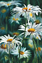 Shasta Daisy Fine Art Reproduction Watercolor Paper by ssfreeman43,