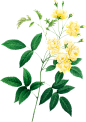 Vintage Botanical Flowers Png Collection (63)
