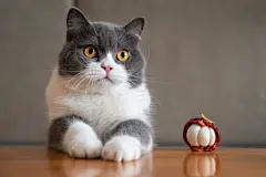 点击来源直接获取大图文件 |Cute British Shorthair cat, indoor shot
