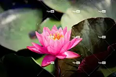 莲花 花卉背景 美丽的花朵 花 粉红色的花 花瓣 花壁纸