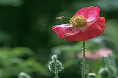 春夏季节罂粟科花卉植物虞美人美丽绽放壁纸美图图片下载