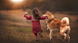 #children, #dogs, #animals, #Shiba Inu, #running | Wallpaper No. 138295 - wallhaven.cc